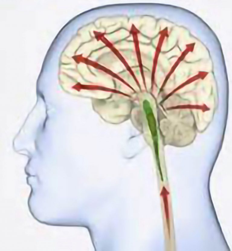 Despertando al cerebro: Descubriendo el poder del Sistema Reticular Ascendente